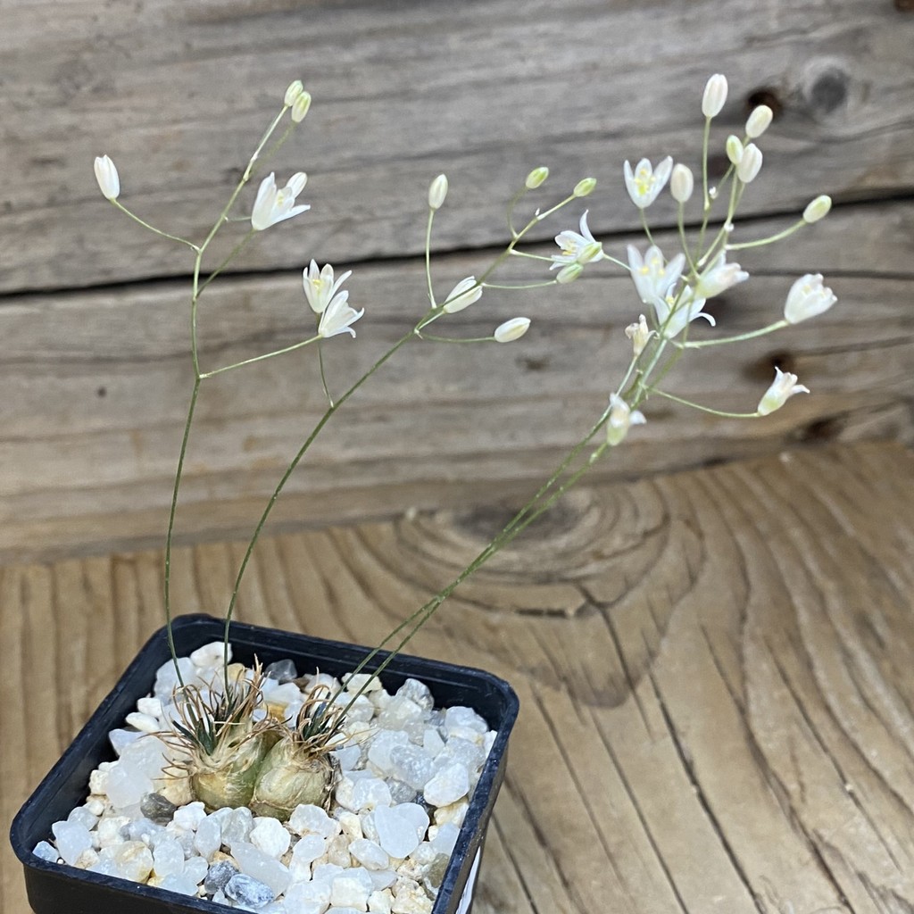 SH38151 Ornithogalum sardienii - Зображення 3