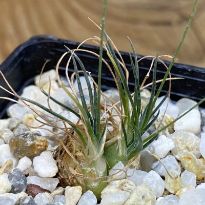 SH38152 Ornithogalum sardienii