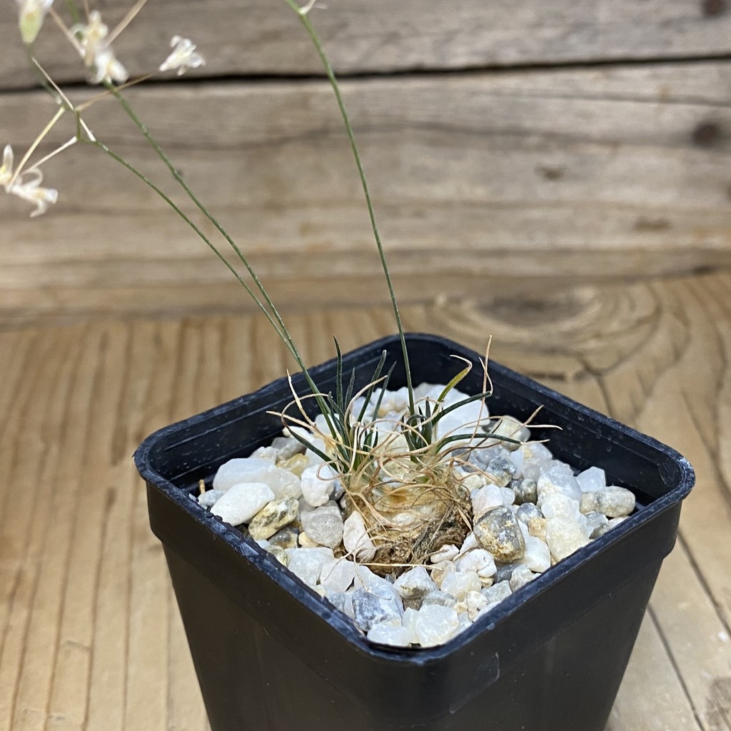 SH38152 Ornithogalum sardienii - Зображення 2