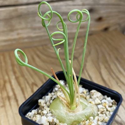 SH38153 Albuca spiralis