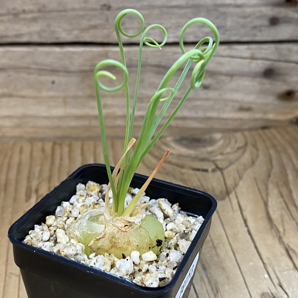 SH38153 Albuca spiralis - Зображення 2