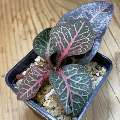 SH38154 Euphorbia francoisii hybrid