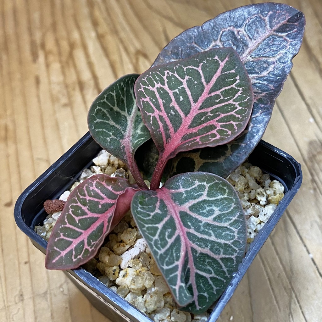 SH38154 Euphorbia francoisii hybrid
