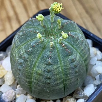 SH38155 Euphorbia obesa