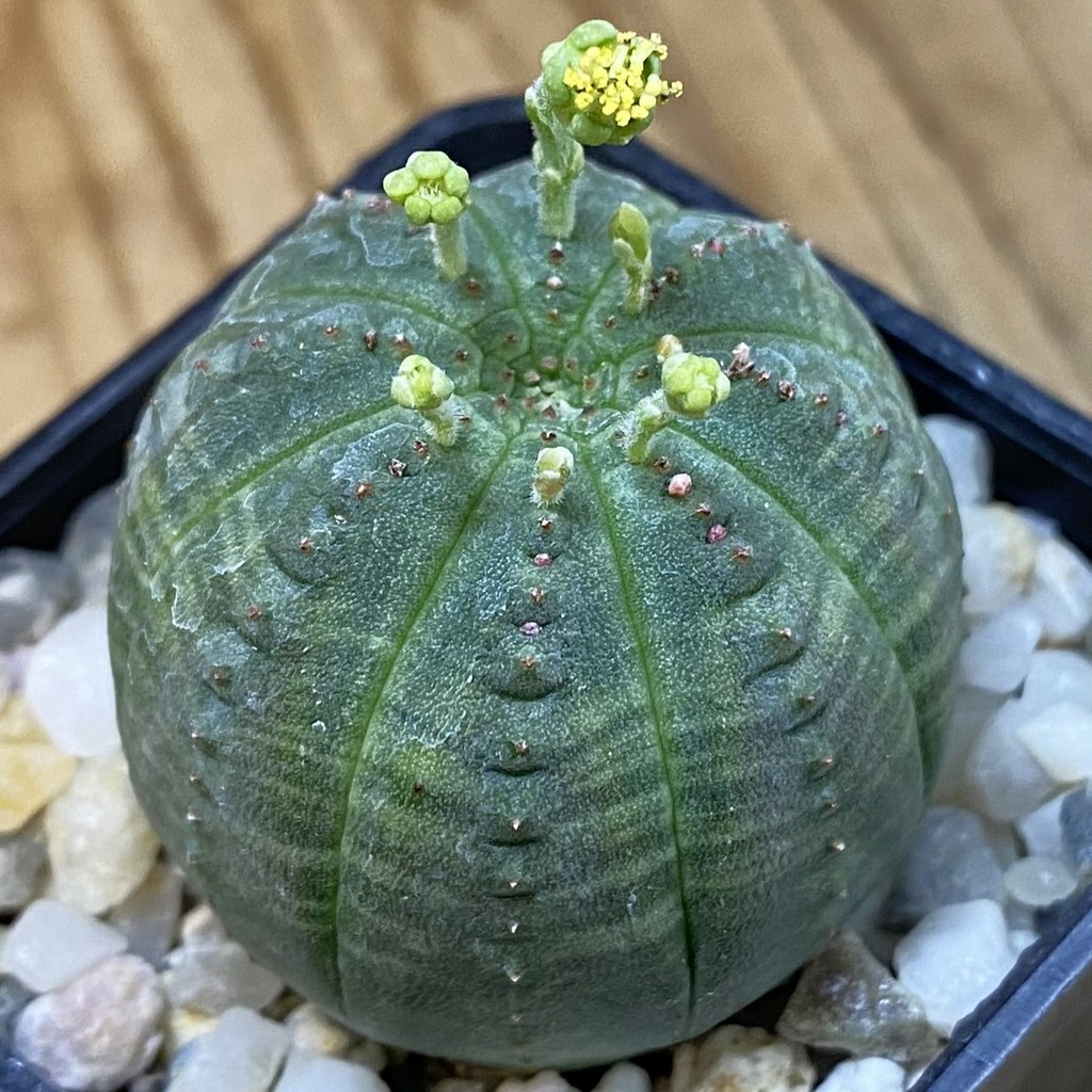 SH38155 Euphorbia obesa
