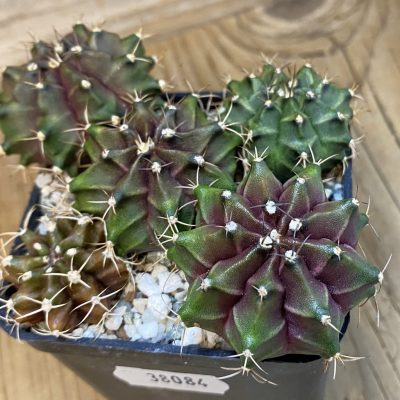 SH38084 Gymnocalycium mihanovichii hybrid mix