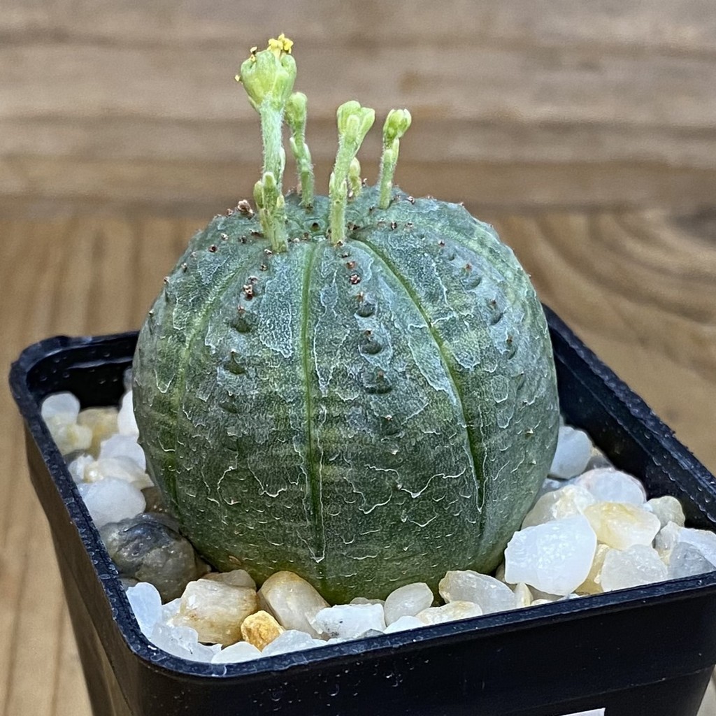 SH38155 Euphorbia obesa - Зображення 2