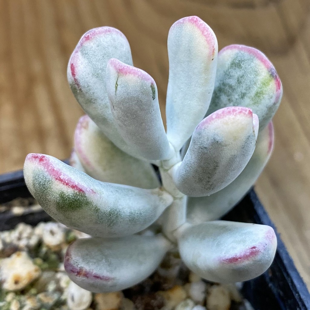 SH38156 Cotyledon orbiculata f. variegata