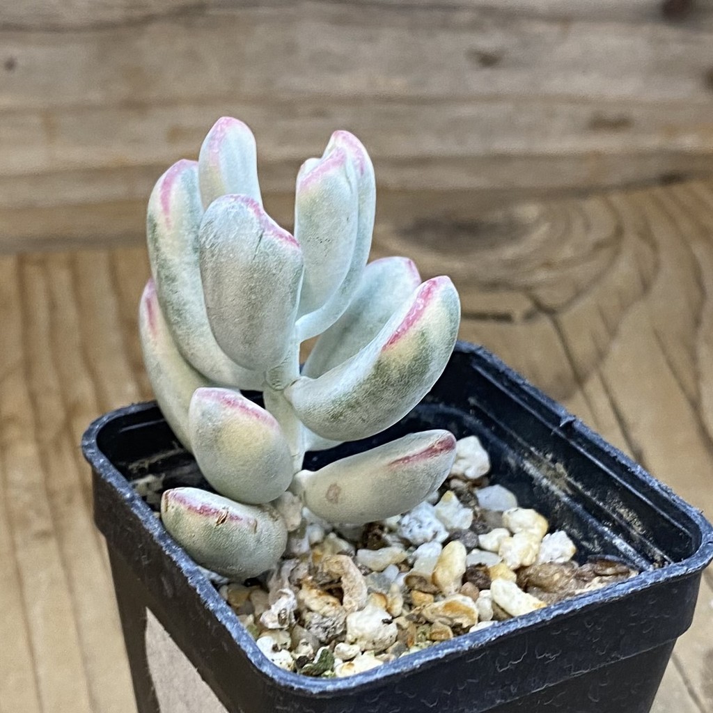 SH38156 Cotyledon orbiculata f. variegata - Зображення 2