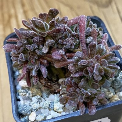 SH38157 Crassula pubescens