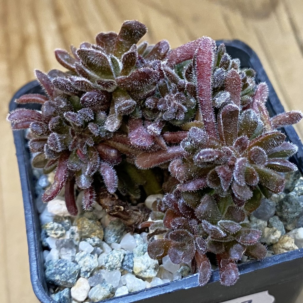 SH38157 Crassula pubescens