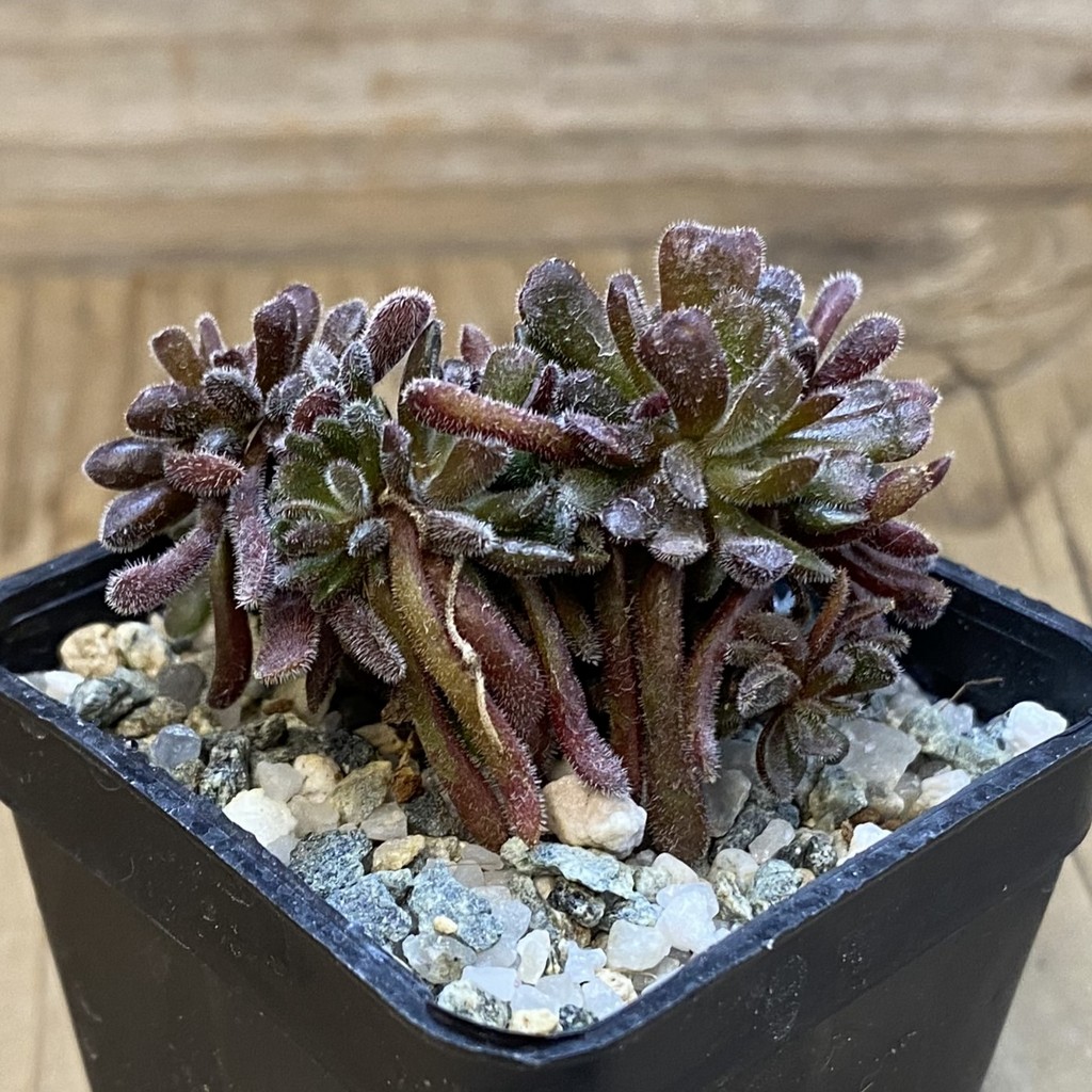 SH38157 Crassula pubescens - Зображення 2