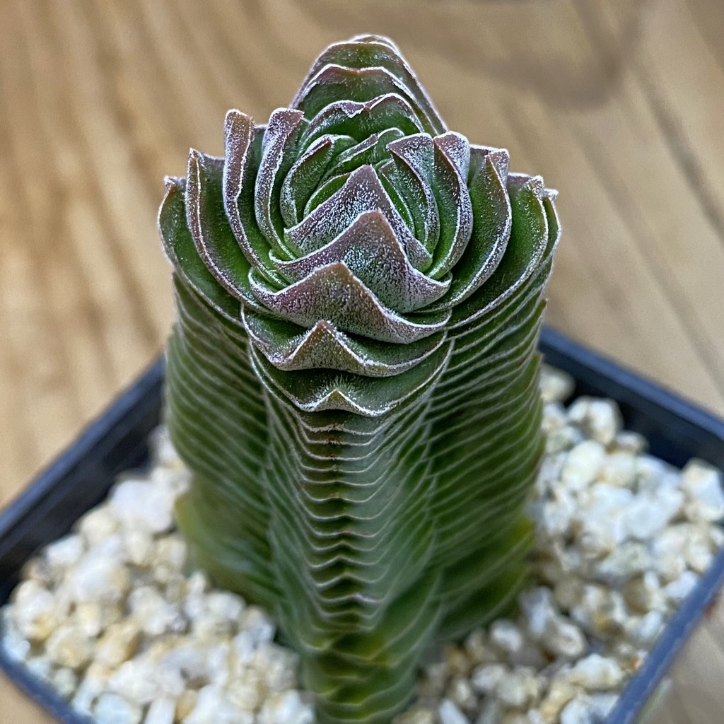 SH38158 Crassula 'Buddha's Temple'
