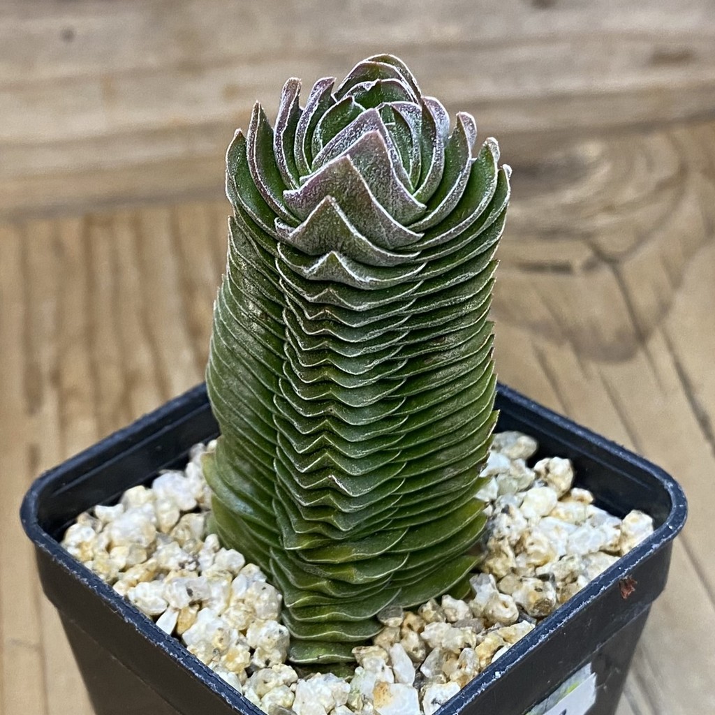 SH38158 Crassula 'Buddha's Temple' - Зображення 2