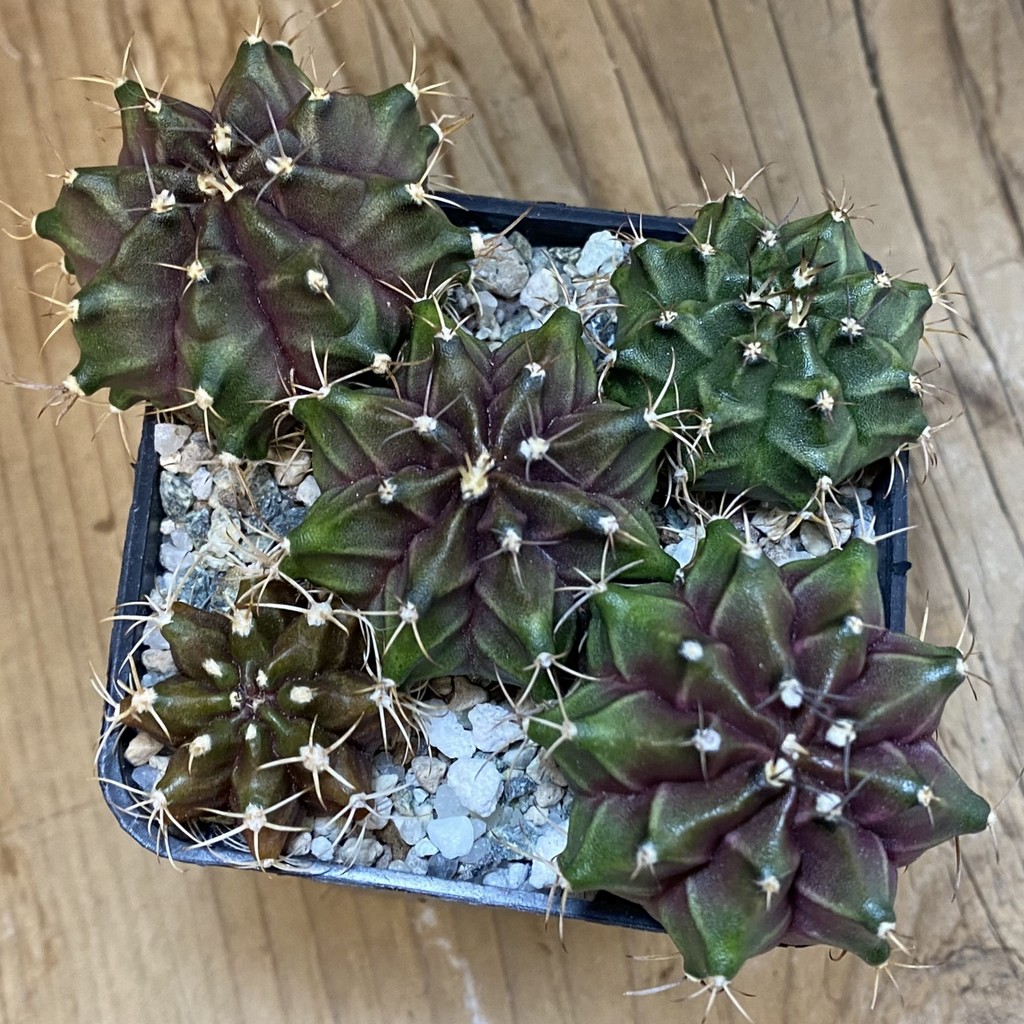 SH38084 Gymnocalycium mihanovichii hybrid mix - Зображення 2