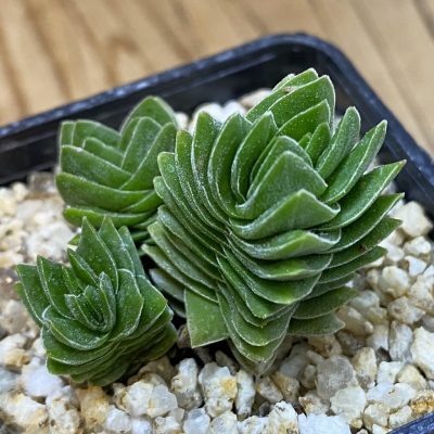 SH38159 Crassula 'Buddha's Temple'