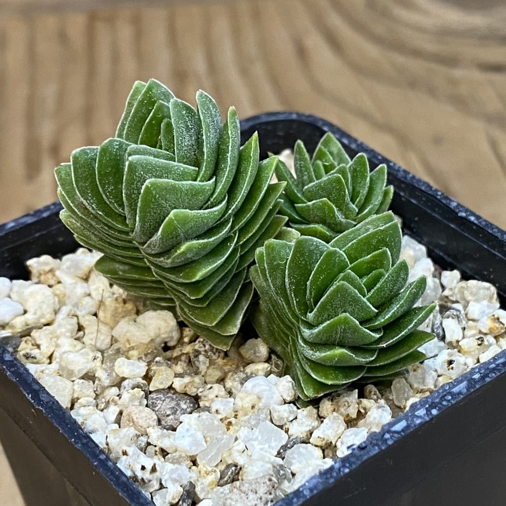 SH38159 Crassula 'Buddha's Temple' - Зображення 2