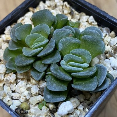 SH38160 Crassula 'Celia'