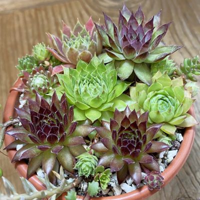 SH38161 Sempervivum mix (cold-resistant)