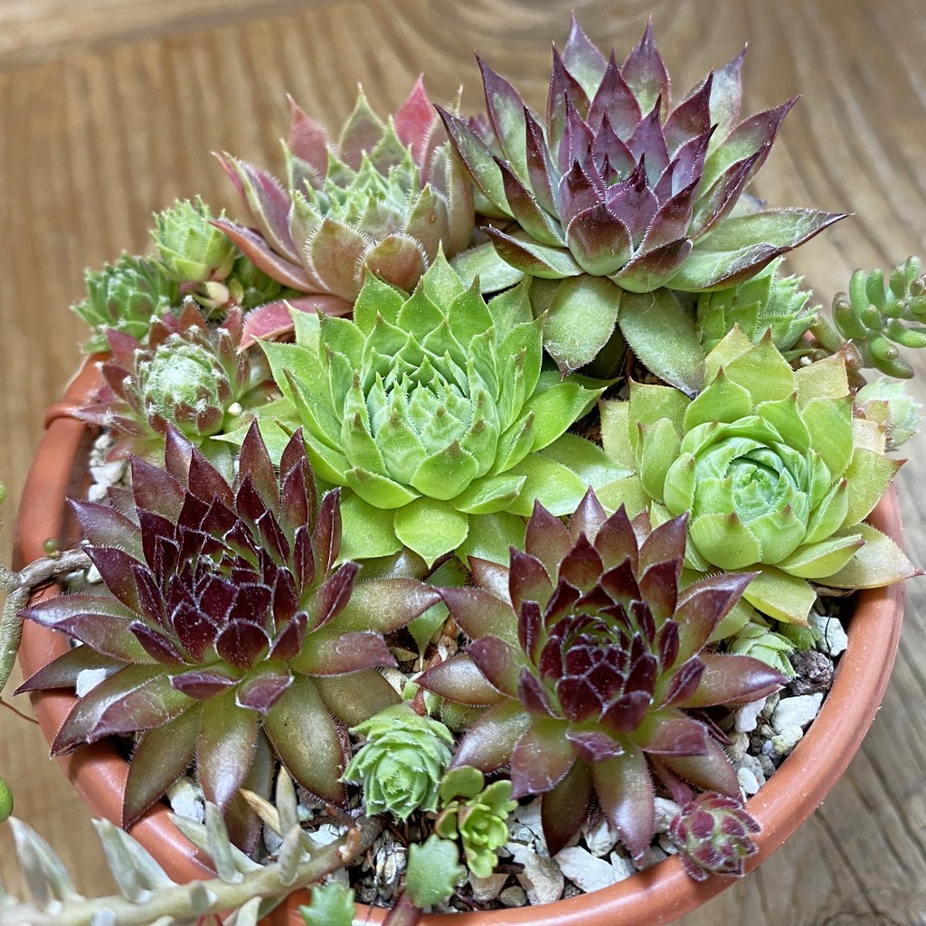 SH38161 Sempervivum mix (cold-resistant)