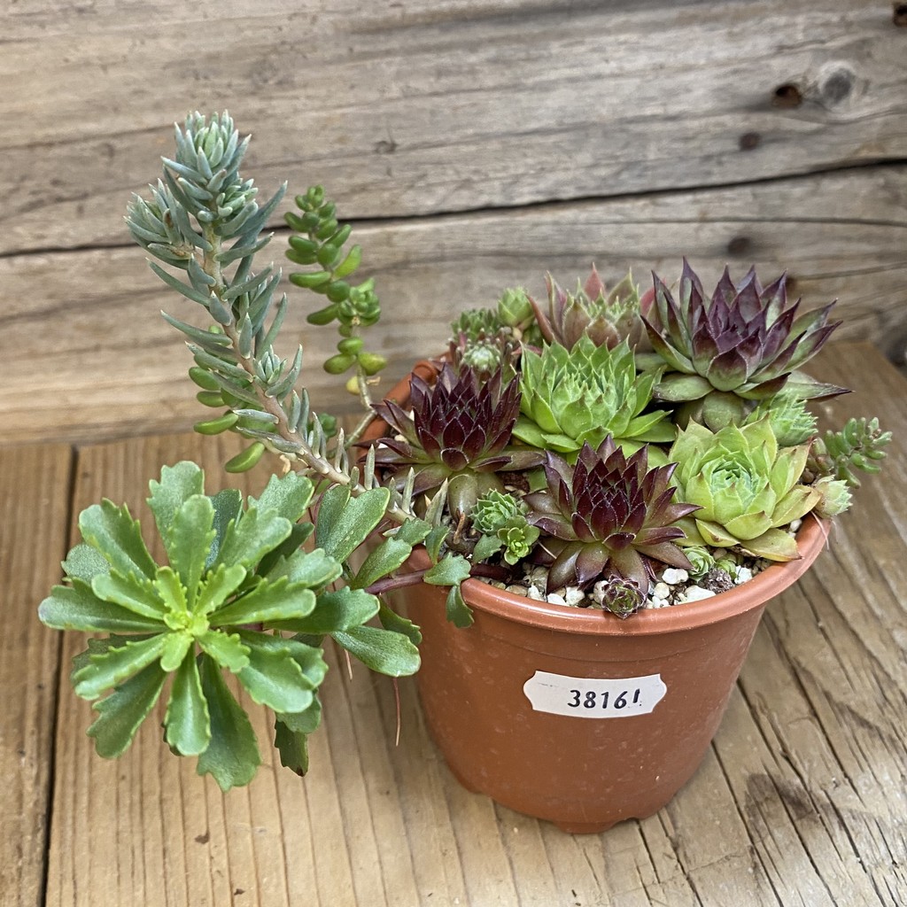 SH38161 Sempervivum mix (cold-resistant) - Зображення 2