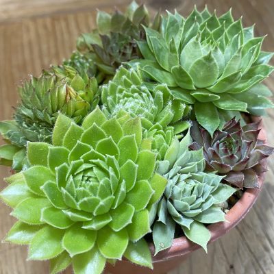 SH38162 Sempervivum mix (cold-resistant)