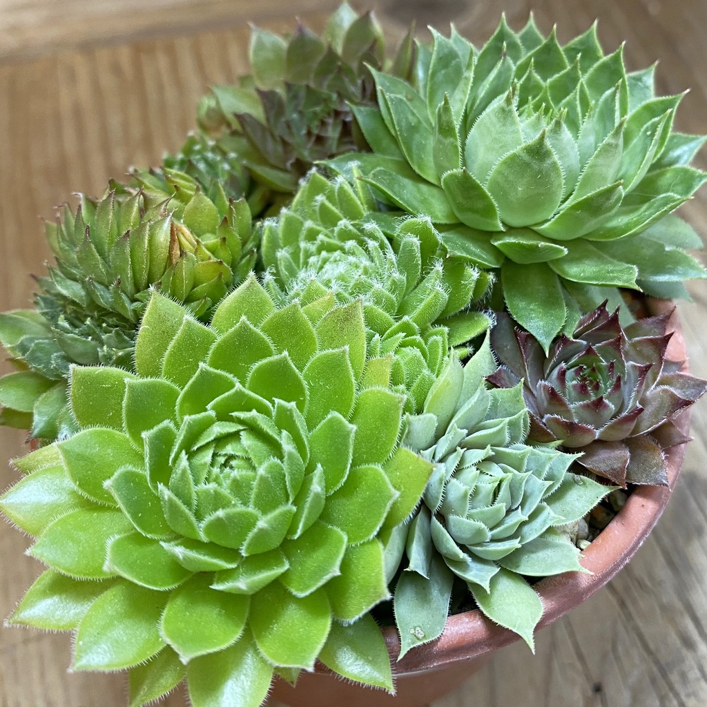 SH38162 Sempervivum mix (cold-resistant)