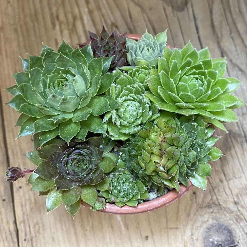 SH38162 Sempervivum mix (cold-resistant) - Зображення 2