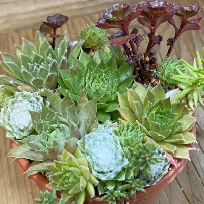 SH38163 Sempervivum mix (cold-resistant)