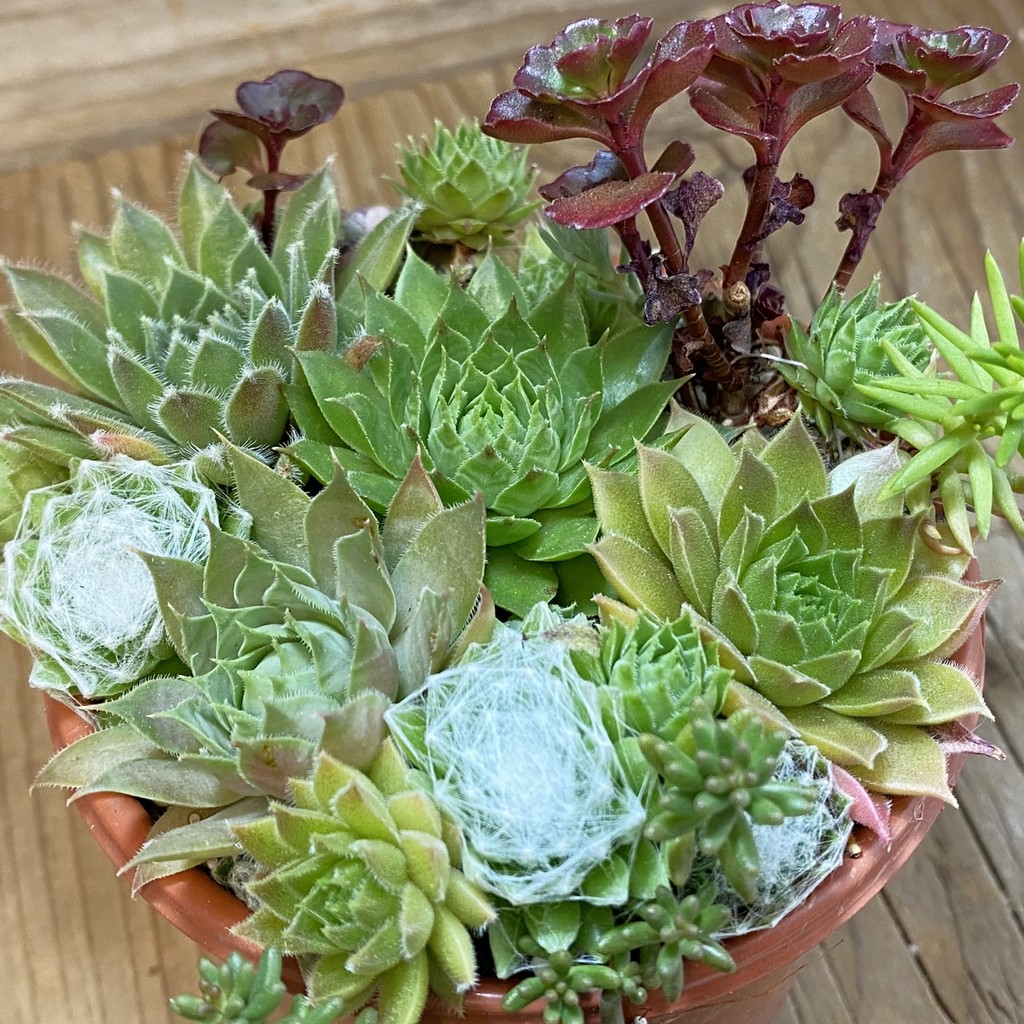 SH38163 Sempervivum mix (cold-resistant)