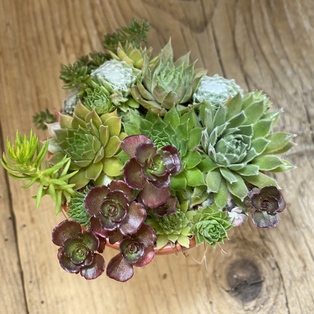 SH38163 Sempervivum mix (cold-resistant) - Зображення 2