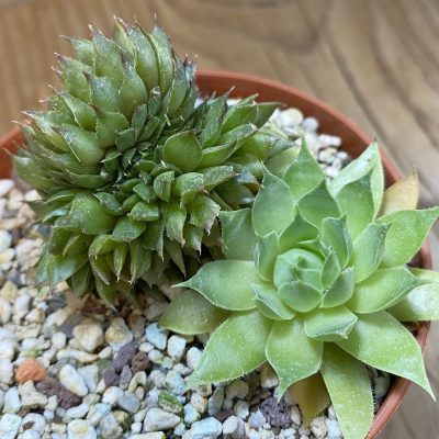 SH38164 Sempervivum f. cristata (cold-resistant)