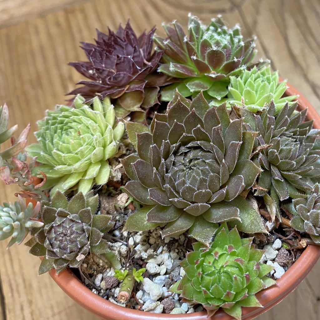 SH38165 Sempervivum mix (cold-resistant)