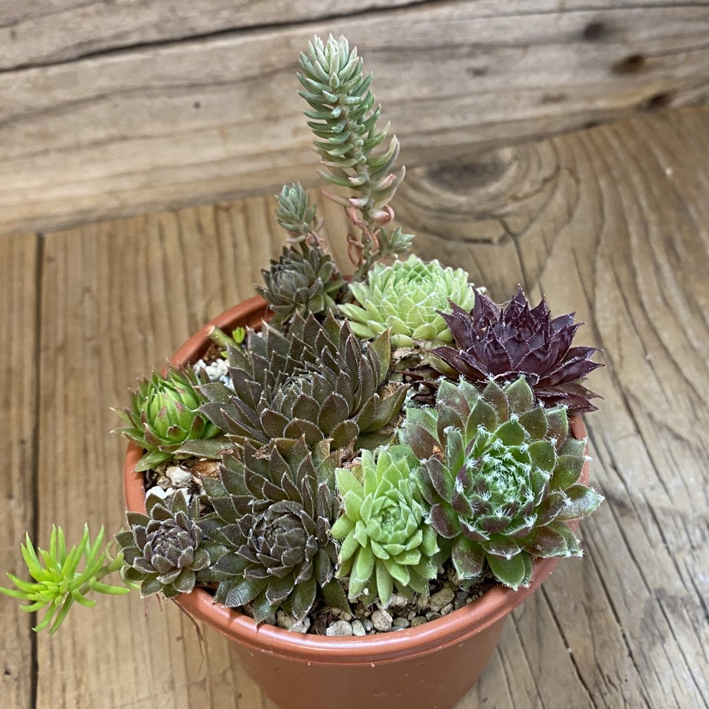 SH38165 Sempervivum mix (cold-resistant) - Зображення 2