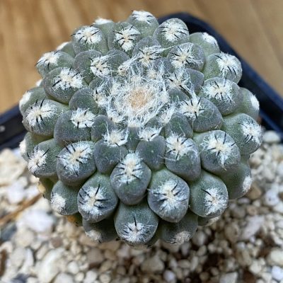 SH38085 Thelocephala glabrescens