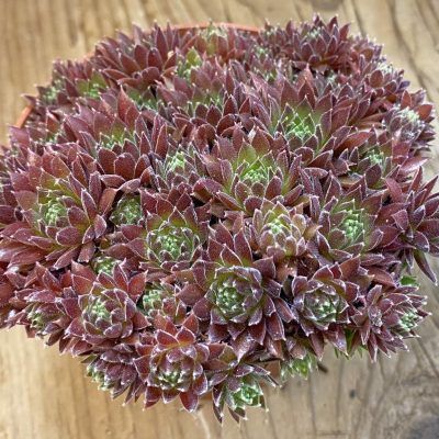 SH38166 Sempervivum mix (cold-resistant)