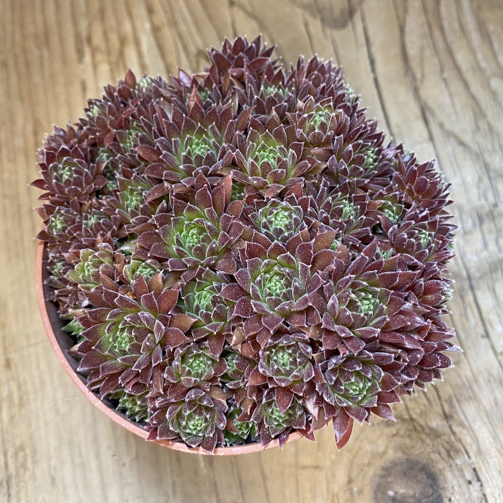 SH38166 Sempervivum mix (cold-resistant) - Зображення 2