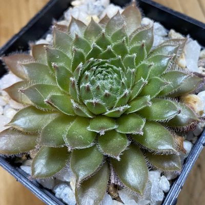 SH38167 Sempervivum 'Dypsy' (cold-resistant)
