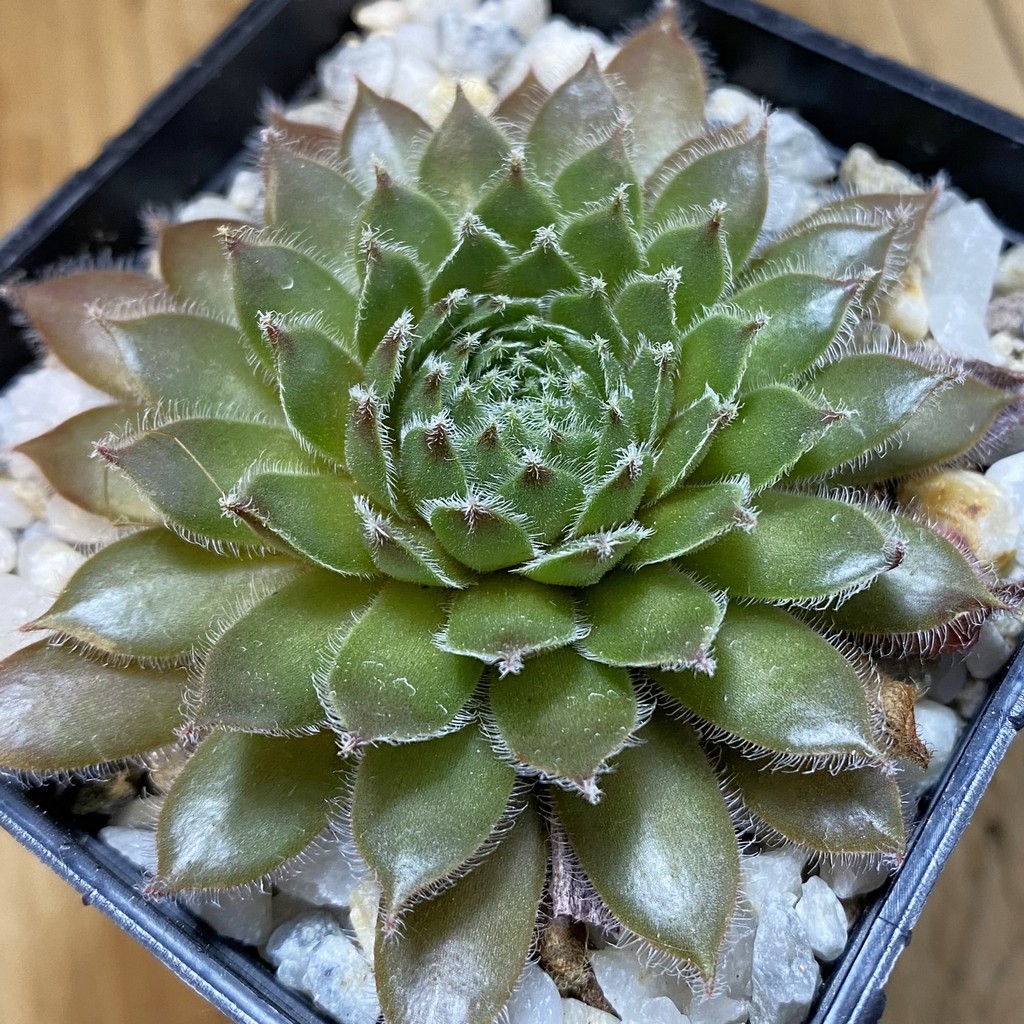 SH38167 Sempervivum 'Dypsy' (cold-resistant)