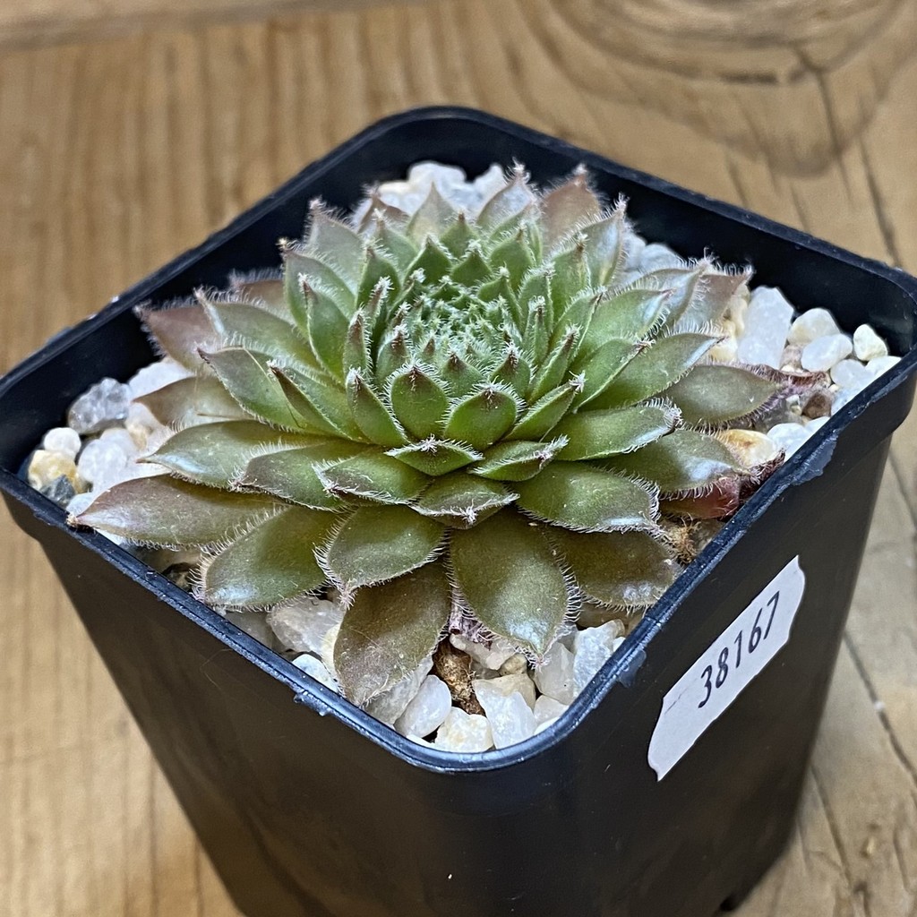 SH38167 Sempervivum 'Dypsy' (cold-resistant) - Зображення 2