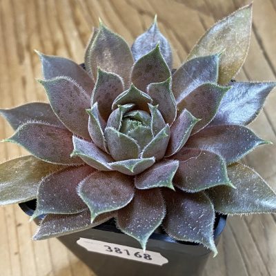 SH38168 Sempervivum 'Old Rose' (cold-resistant)
