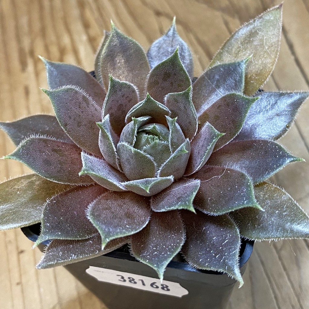 SH38168 Sempervivum 'Old Rose' (cold-resistant)