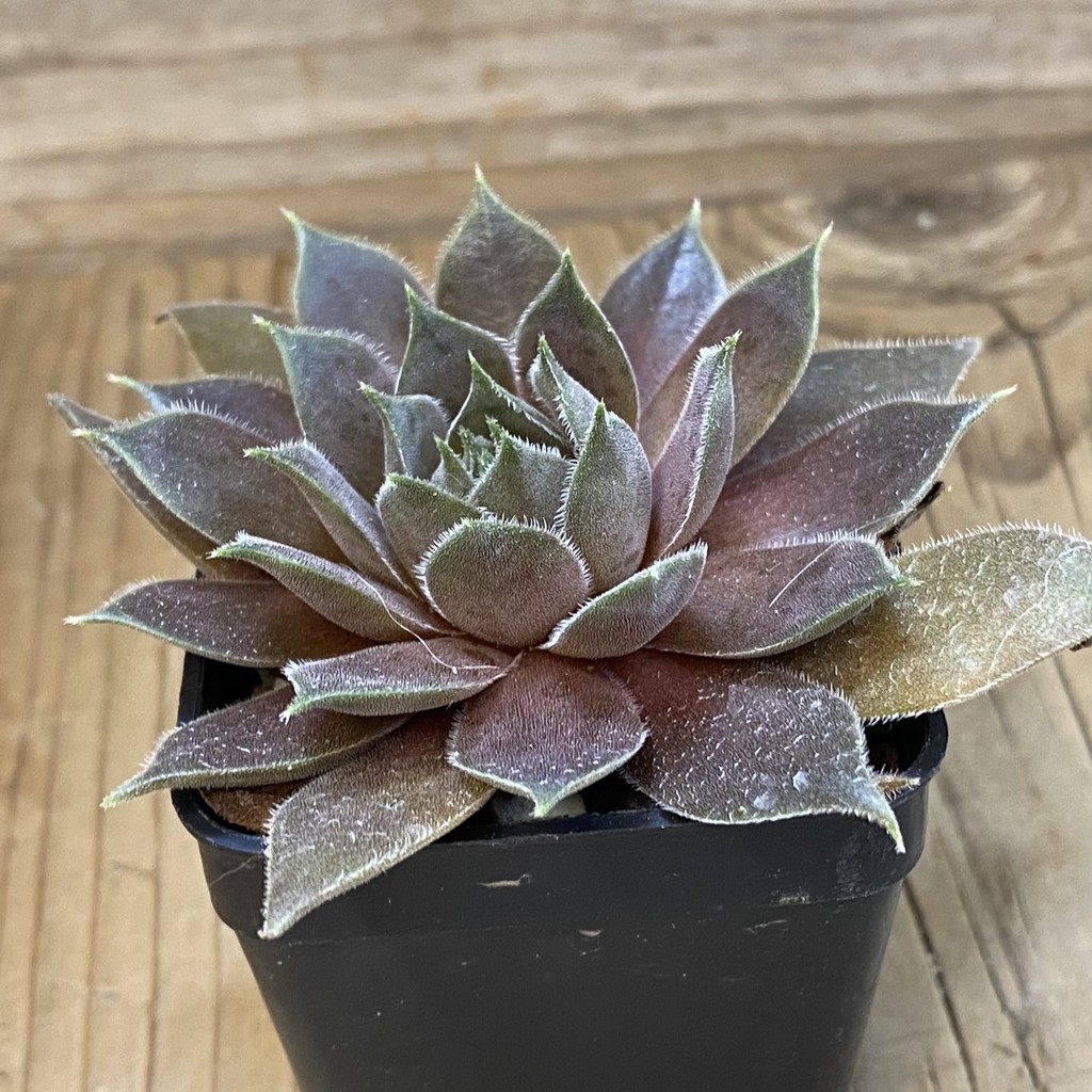 SH38168 Sempervivum 'Old Rose' (cold-resistant) - Зображення 2
