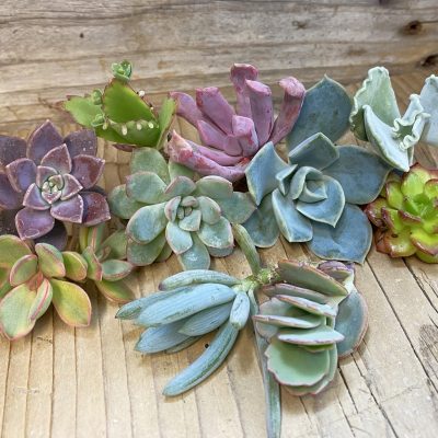 SH38169 Succulents mix, cuted