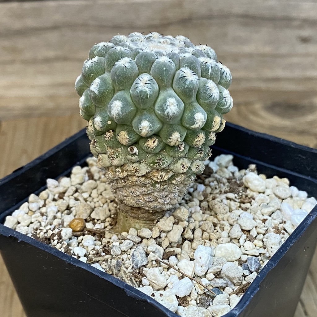 SH38085 Thelocephala glabrescens - Зображення 2