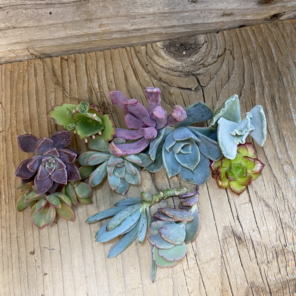 SH38169 Succulents mix, cuted - Зображення 2