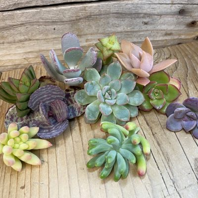 SH38171 Succulents mix, cuted