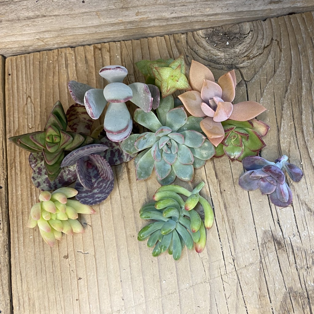 SH38171 Succulents mix, cuted - Зображення 2