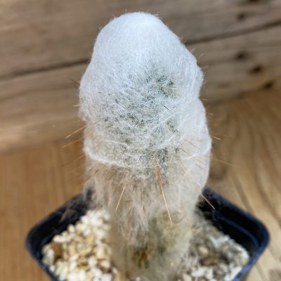 SH38089 Austrocephalocereus dybowskii