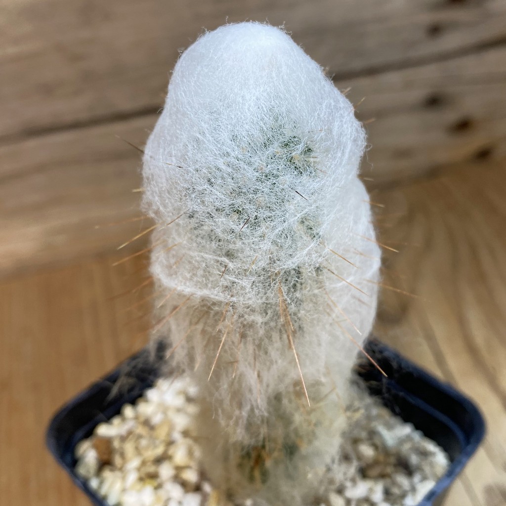 SH38089 Austrocephalocereus dybowskii